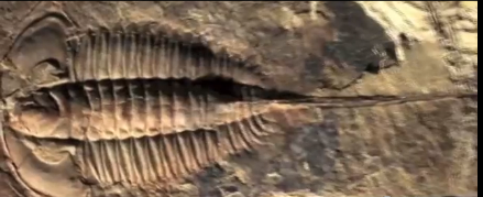 Kambrium-fossil